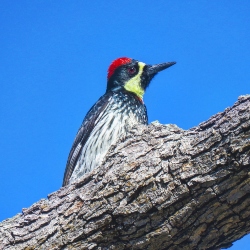 Acorn Woodpecker